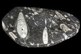 Decorative Tray with Orthoceras Fossils - Morocco #85336-1
